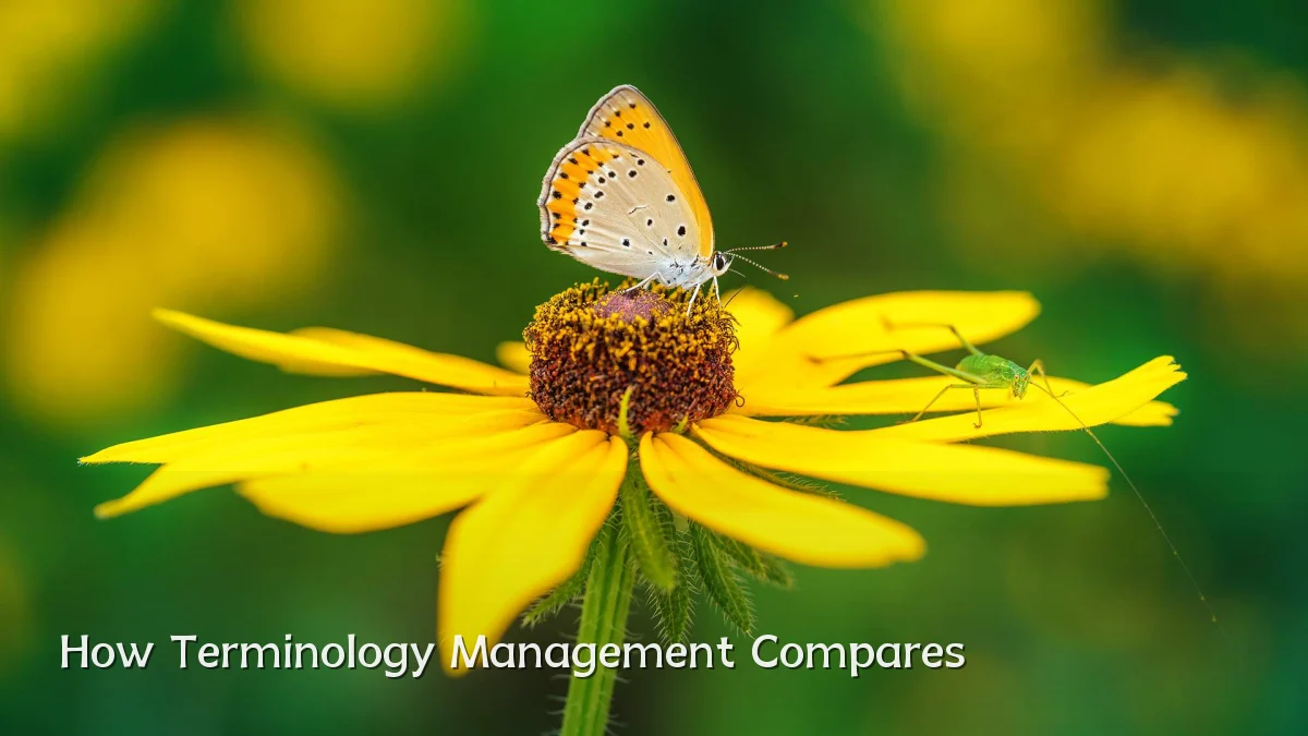How Terminology Management Compares