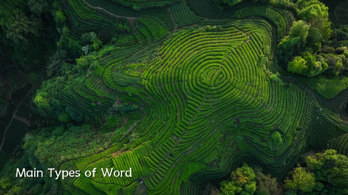 Main Types of Word