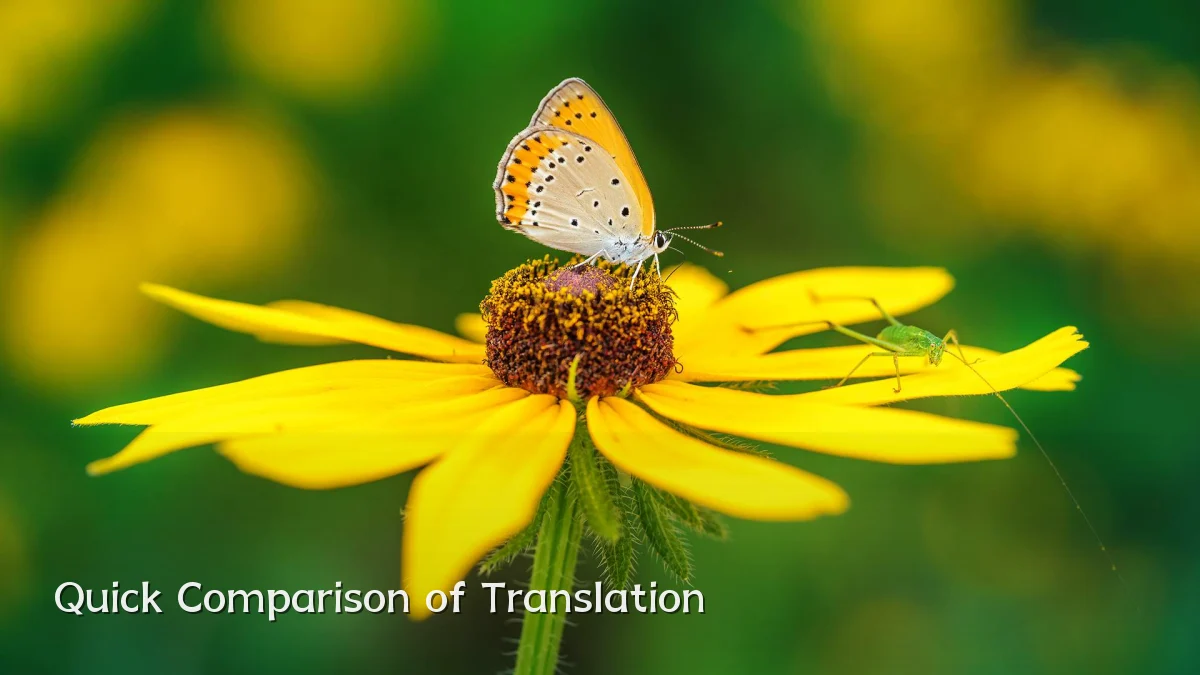 Quick Comparison of Translation